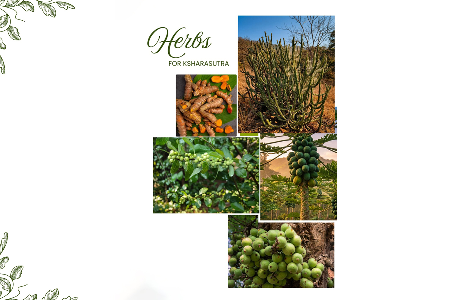 Herbal ingredients used in Ksharasutra preparation – natural Ayurvedic surgical thread